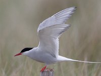 Sterna paradisaea 4, Noordse stern, Saxifraga-Luc Hoogenstein : Engeland, England, Farne Isles, sea bird, sea birds, vogel, zeevogel, zeevogels