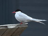 Sterna paradisaea 61, Noordse stern, Saxifraga-Bart Vastenhouw