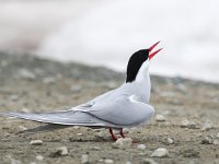 Sterna paradisaea 66, Noordse stern, Saxifraga-Bart Vastenhouw