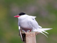 Sterna paradisaea 86, Noordse stern, Saxifraga-Bart Vastenhouw