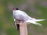 Sterna paradisaea 87, Noordse stern, Saxifraga-Bart Vastenhouw
