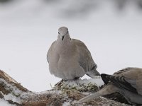 Streptopelia decaocto 19, Turkse tortel, Saxifraga-Luuk Vermeer