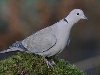 Streptopelia decaocto 30, Turkse tortel, Saxifraga-Luuk Vermeer