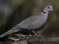 Streptopelia decaocto 33, Turkse tortel, Saxifraga-Luuk Vermeer