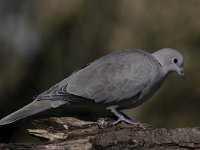 Streptopelia decaocto 34, Turkse tortel, Saxifraga-Luuk Vermeer