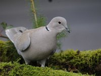 Streptopelia decaocto 40, Turkse tortel, Saxifraga-Luuk Vermeer