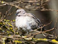 Streptopelia decaocto 47, Turkse tortel, Saxifraga-Bart Vastenhouw
