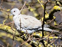 Streptopelia decaocto 49, Turkse tortel, Saxifraga-Bart Vastenhouw