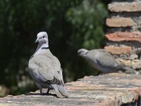 Streptopelia decaocto, Turkse tortel, adult, Saxifraga-Theo Verstrael 1