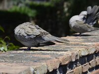 Streptopelia decaocto, Turkse tortel, adult, Saxifraga-Theo Verstrael 2