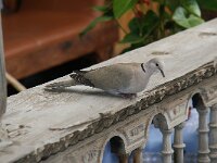 Streptopelia decaocto, Turkse tortel, adult, Saxifraga-Theo Verstrael 4
