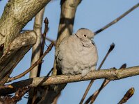 Streptopelia decaocto, Turkse tortel, adult, Saxifraga-Theo Verstrael 7