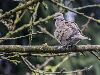 Streptopelia decaocto, Turkse tortel, adult, Saxifraga-Theo Verstrael 8