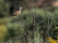Streptopelia turtur 7, Zomertortel, adult, Saxifraga-Theo Verstrael