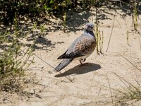 Streptopelia turtur 8, Zomertortel, adult, Saxifraga-Theo Verstrael