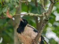 Pastor roseus 18, Roze spreeuw, adult, Saxifraga-Theo Verstrael