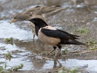 Pastor roseus 2, Roze spreeuw, Saxifraga-Mark Zekhuis