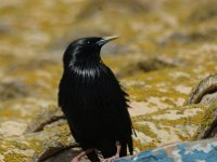 Sturnus unicolor 2, Zwarte spreeuw, Saxifraga-Marijke Verhagen