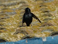 Sturnus unicolor 3, Zwarte spreeuw, Saxifraga-Marijke Verhagen