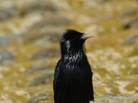 Sturnus unicolor 4, Zwarte spreeuw, Saxifraga-Marijke Verhagen