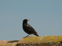 Sturnus unicolor 5, Zwarte spreeuw, Saxifraga-Marijke Verhagen