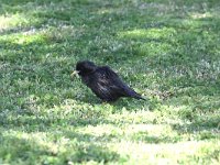 Sturnus unicolor 6, Zwarte spreeuw, Saxifraga-Henk Baptist