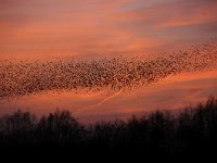 Sturnus vulgaris 103, Spreeuw, Saxifraga-Luuk Vermeer