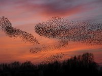 Sturnus vulgaris 107, Spreeuw, Saxifraga-Luuk Vermeer