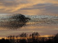 Sturnus vulgaris 117, Spreeuw, Saxifraga-Luuk Vermeer