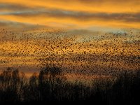 Sturnus vulgaris 124, Spreeuw, Saxifraga-Luuk Vermeer