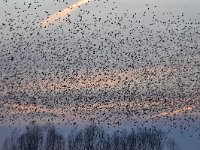 Sturnus vulgaris 135, Spreeuw, Saxifraga-Luuk Vermeer