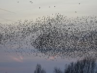 Sturnus vulgaris 138, Spreeuw, Saxifraga-Luuk Vermeer