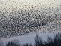 Sturnus vulgaris 141, Spreeuw, Saxifraga-Luuk Vermeer