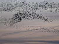 Sturnus vulgaris 145, Spreeuw, Saxifraga-Luuk Vermeer