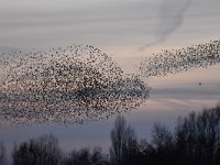 Sturnus vulgaris 154, Spreeuw, Saxifraga-Luuk Vermeer