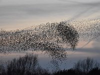 Sturnus vulgaris 155, Spreeuw, Saxifraga-Luuk Vermeer