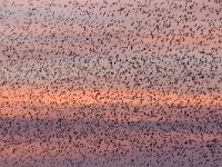 Sturnus vulgaris 157, Spreeuw, Saxifraga-Luuk Vermeer