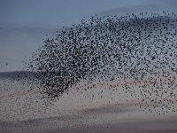 Sturnus vulgaris 160, Spreeuw, Saxifraga-Luuk Vermeer