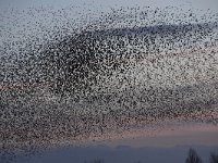 Sturnus vulgaris 162, Spreeuw, Saxifraga-Luuk Vermeer