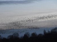 Sturnus vulgaris 167, Spreeuw, Saxifraga-Luuk Vermeer