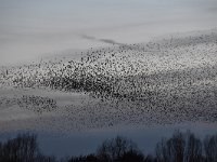 Sturnus vulgaris 168, Spreeuw, Saxifraga-Luuk Vermeer