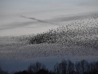 Sturnus vulgaris 169, Spreeuw, Saxifraga-Luuk Vermeer