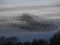 Sturnus vulgaris 170, Spreeuw, Saxifraga-Luuk Vermeer