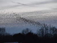 Sturnus vulgaris 173, Spreeuw, Saxifraga-Luuk Vermeer