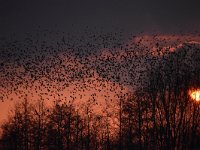 Sturnus vulgaris 178, Spreeuw, Saxifraga-Luuk Vermeer