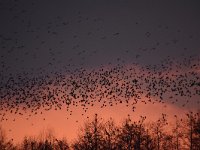 Sturnus vulgaris 180, Spreeuw, Saxifraga-Luuk Vermeer