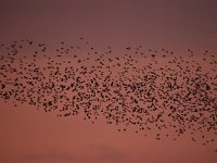 Sturnus vulgaris 181, Spreeuw, Saxifraga-Luuk Vermeer