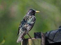 Sturnus vulgaris 188, Spreeuw, Saxifraga-Hans Dekker