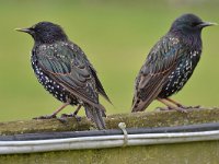 Sturnus vulgaris 192, Spreeuw, Saxifraga-Tom Heijnen