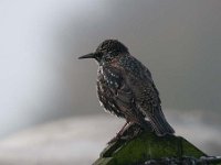 Sturnus vulgaris 69, Spreeuw, Saxifraga-Luuk Vermeer